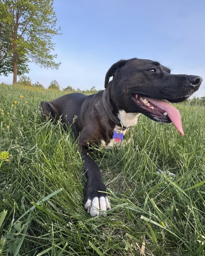 Britt, a black rescue dog with a white chest, lying in a field of buttercups